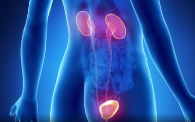 Zoom sur l&rsquo;urètre et ses pathologies