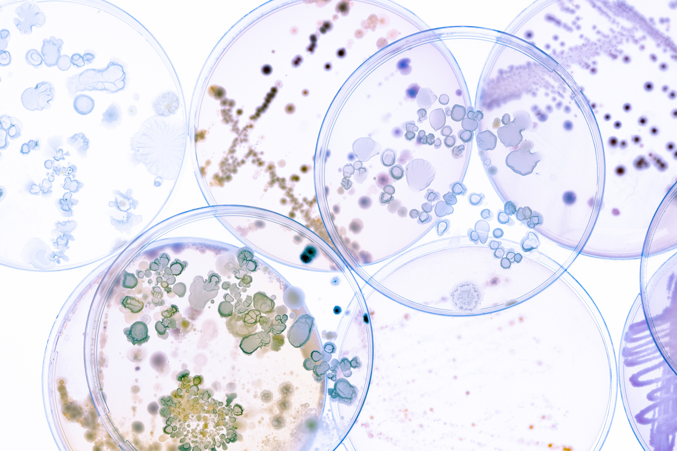 souches probiotiques